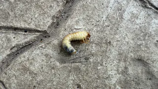 В Рязани деревья атакует новый вредитель