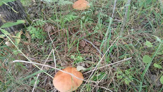 Ученые назвали самый полезный гриб. Не шампиньоны, не вешенки и в разы полезнее сморчков