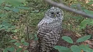 В лесах Меленковского района встретили редкую длиннохвостую неясыть