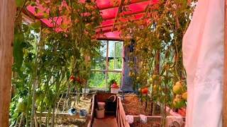 Лучшие даты для рассады в 2024 году: максимизируем урожай овощей