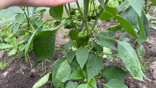 Бросила под куст 1 чайную ложку - и перцы растут, будто под лампой: мощные, толстостенные и без пустот