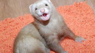  Двадцать три хорька живут в обычной рязанской квартире 