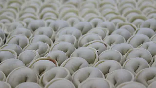 Необычные пельмени с квашеной капустой: классика с изюминкой