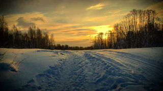 Суд Челябинской области признал пенсионера виновным в незаконной рубке леса
