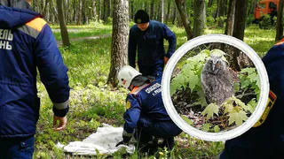 Спасали всей Рязанью: в парке Гагарина нашли на дорожке совенка и вернули обратно в гнездо