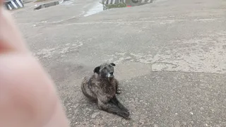 Гольдштейн предложил новый подход к проблеме бездомных животных в Коми