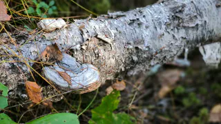 Из Коми экспортировано более 1 миллиона тонн лесопродукции