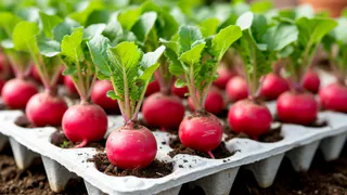 Редиска размером с яйцо? Легко. Мой странный, но эффективный способ посадки удивит даже бывалых садоводов