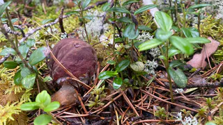 Грибной урожай в Коми в 2025 году обещает стать рекордным 