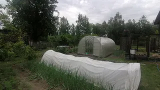 Бесплатный ассенизатор работает 24/7: это полезное растение хитрые дачники сажают рядом с выгребной ямой