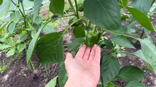 Забудьте об азоте: вот чем подкормить помидоры и перцы во время плодоношения — урожай удивит