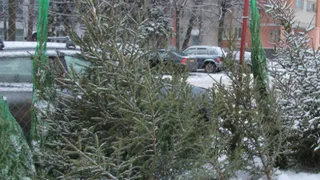 Спиленная новогодняя елка может аукнуться серьезным штрафом