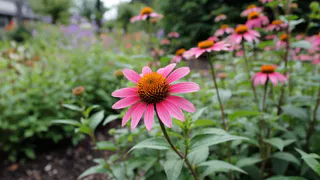 Титулованная красавица, неустанно цветущая с мая по октябрь: великолепный многолетник весь сезон восхищает пышными цветами