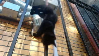 В центре Брянска жестоко убили кошку