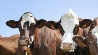 Фермеры Владимирской области скрыли численность дойных животных