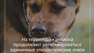 Во Владимирской области выявили новые очаги бешенства