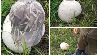 Гигантские грибы обнаружены в лесу под Юрьев-Польским