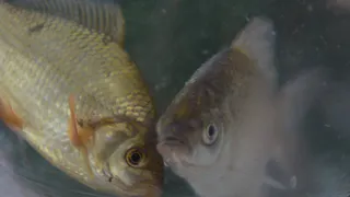 Прокуратура подтвердила: воду из Оки перестали разбавлять артезианской