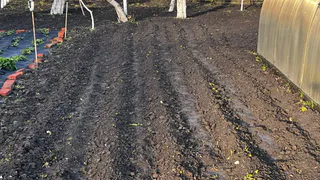 Посадил это между картошкой — и собрал в 3 раза больше урожая: схема советских агрономов

