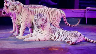 В Рязань привезли белых тигров