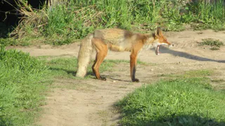 Лисы терроризируют Ермишинский район