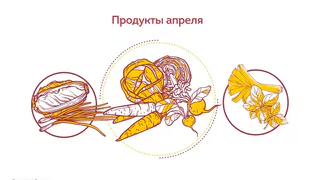 Лук, морковь, ревень, редис, свекла, цикорий, фенхель