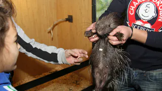 В Рязани могут закрыть контактные зоопарки