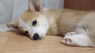 В Казани на ипподроме раздадут сто бездомных животных