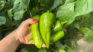 Налейте 1 стакан под перцы и они завалят урожаем, даже хилые моментально заплодоносят - самая "работающая" подкормка