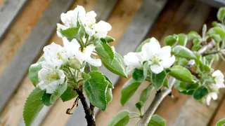 К концу дачного сезона понял, какие цветы зря сажал: делюсь неудачами этого лета и выводами для будущей весны