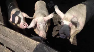 Жителей Коми предупредили о риске заноса африканской чумы свиней