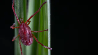 В Коми клещи стали меньше доставлять проблем людям