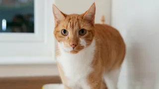 10 самых красивых пород кошек - топ опытных заводчиков 2025