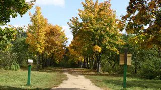 Жителям Рязани предложили проголосовать и получить бесплатные деревья