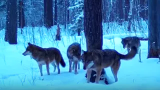 На запись камер в Окском заповеднике попала волчья стая