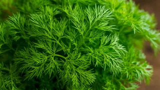 Укроп ращу только так - бабушкин метод: станет густым и сочным всего за 3 дня