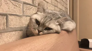 Горячие пушистики лета: подводим итоги