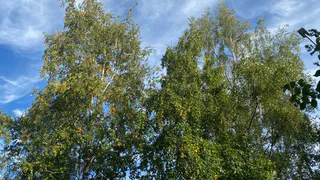 4 сентября принесет в Коми почти летнее дневное тепло