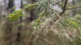 Праздник безнадежно испорчен: Вильфанд обновил прогноз с 15 декабря — Новый год мы встретим без снега