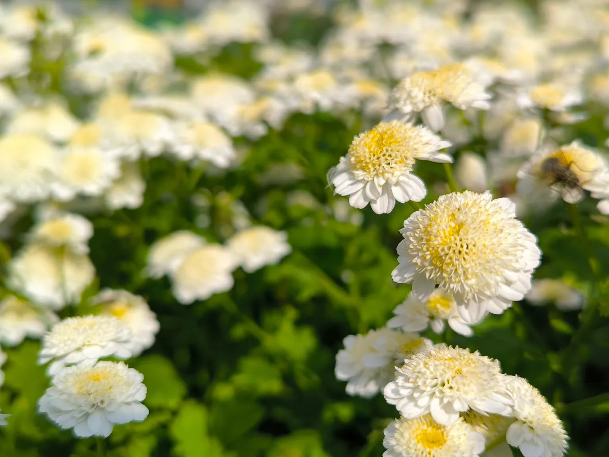 Уголовная ответственность за садоводство: что нельзя выращивать на дачах