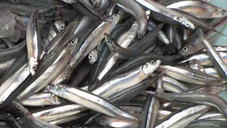 Эта рыба наполнена 10-метровыми червями: а мы ее постоянно едим сами и даем детям