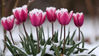 Как я реанимирую спатифиллум всю зиму: пошаговый план, если листья теряют цвет и упругость