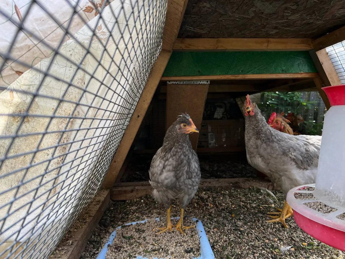 Даю эту смесь курам — несутся как сумасшедшие: вот копеечная мешанка из простых продуктов