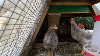Даю эту смесь курам — несутся как сумасшедшие: вот копеечная мешанка из простых продуктов