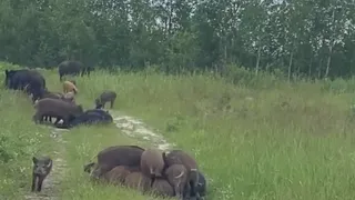 Выехали за грибами: под Рязанью засняли стадо диких кабанов