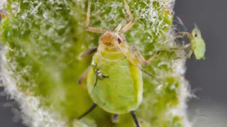 Опрыскала смородину и обомлела — тлю «сшибает» моментально — лучше способа еще не придумали