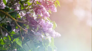 Сирень и жасмин распустились вне сезона во Владимирской области