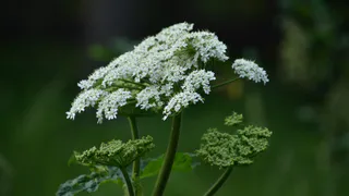 Владимирских дачников будут штрафовать и сажать из-за вьюнка и борщевика