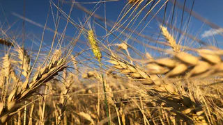 Весна пришла, а солнце пока не торопится: погода  в Рязани на текущую  рабочую неделю