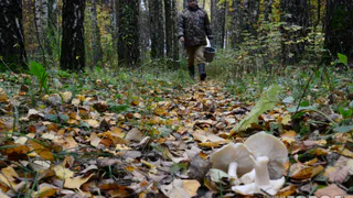 Грибник: "Я верил до последнего, что смогу выбраться из леса"